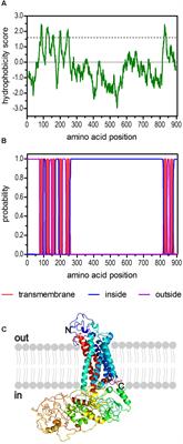 Dm5-HT2B: Pharmacological Characterization of the Fifth Serotonin Receptor Subtype of Drosophila melanogaster
